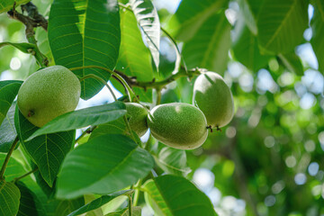 Green walnuts growing on a tree. Juglans regia. Green fruits on a garden tree in close-up.