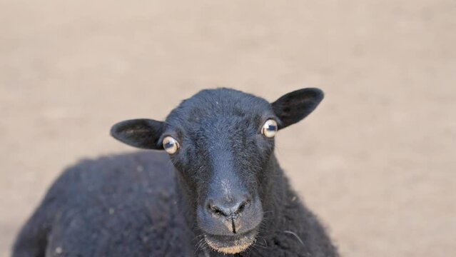 Close-up of a black sheep on barren ground