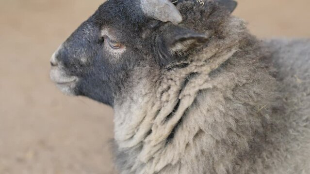 Close-up of a black and white lamb in a petting zoo