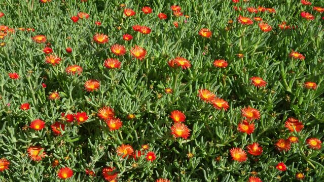 Field of blooming red ice plant (Malephora crocea) in Tenerife