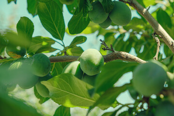 The bunch of growing ripe greengage plums on the tree. Selective focus. Fruit similar to plum fruit. Green-fruited wild plum. Prunus domestica subsp.