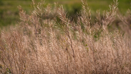 The stunning sight of yellowed plants. It evokes inner peace in people and reminds them of the gentle breeze.