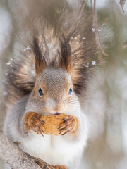 The squirrel with nut sits on tree in the winter or late autumn