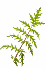 Phacelia,  B&uuml;schelsch&ouml;n,  Bienenweide