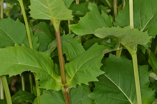 Durchwachsene Silphie, St&auml;ngel und Bl&auml;tter, Teilansicht einer Einzelpflanze zur Zeit der Bl&uuml;te,  Feld,  Feldausschnitt