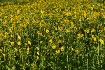 Obraz premium Durchwachsene Silphie, Silphium perfoliatum L.