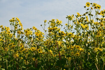 Durchwachsene Silphie,  in der  Voll-Blüte.  Einzelpflanzen,  Feld,  Feldausschnitt