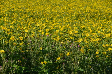 Durchwachsene Silphie,  Silphium perfoliatum L.