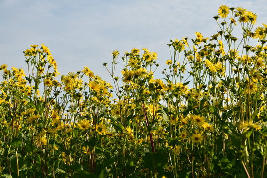 Durchwachsene Silphie,  in der  Voll-Bl&uuml;te.  Einzelpflanzen,  Feld,  Feldausschnitt