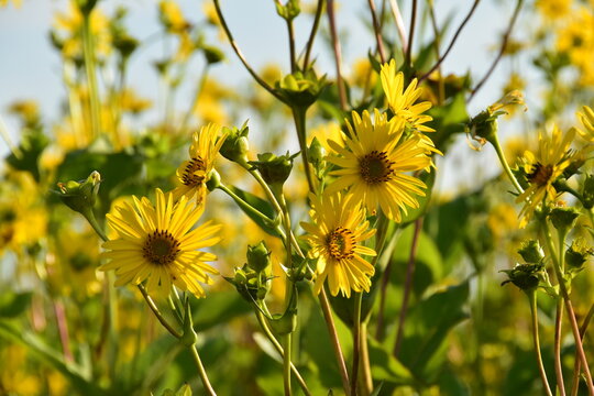 Durchwachsene Silphie,  in der  Voll-Bl&uuml;te.  Einzelpflanzen,  Feld,  Feldausschnitt