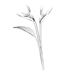 Fototapeta premium Glass bird of paradise flower 3D