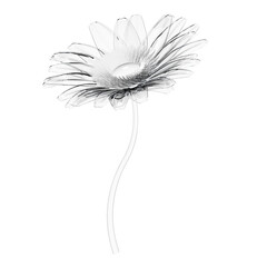 Glass gerbera daisy flower 3D