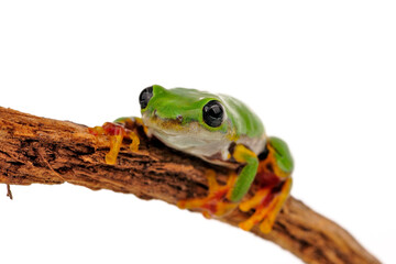 Lime reed frog // Grüner Riedfrosch (Hyperolius fusciventris burtoni) 