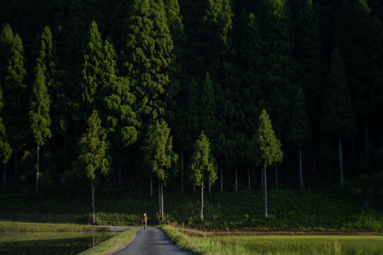 林と一本道