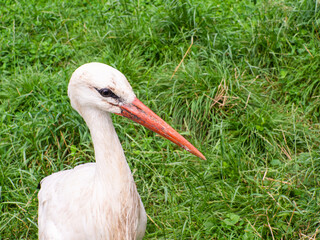White stork, Ciconia ciconia, on a green meadow. Wild animalin nature. Birds in in the green park. Stork looking for food. Adult European White Stork Bird Walking In Green Summer Grass and Eating.