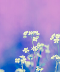 Small white flowers on a toned on gentle soft blue and pink background outdoors. Spring summer border template floral background.