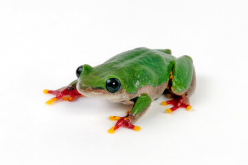 Lime reed frog // Grüner Riedfrosch (Hyperolius fusciventris burtoni) - Ghana 