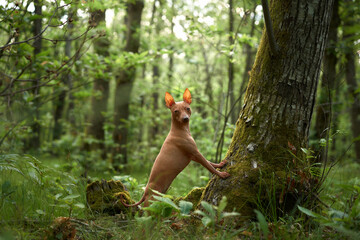 portrait of Hairless dog in the green forest in fern. American Hairless Terrier outdoor, in nature. 