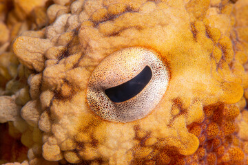 Close-up octopus eye.Octopus vulgaris Cuvier, 1797.
Octopus eye. Canakkale Türkiye.