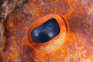 Close-up octopus eye.Octopus vulgaris Cuvier, 1797. Octopus eye. Canakkale Türkiye. © osman