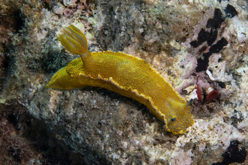 Nudibranch, Felimare picta. Çanakkale, Türkiye