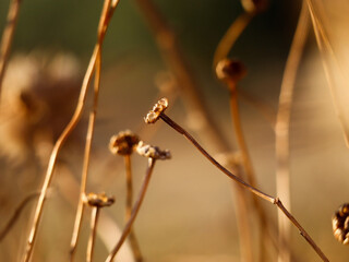 dried poppies in the vastness of the country in a windy day