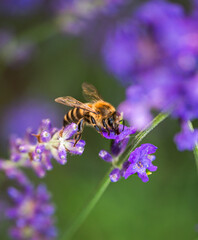 Bee collecting pollen from lavender flowers on summer day.