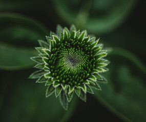 Close up of green bud of echinacea flower growing in a garden.