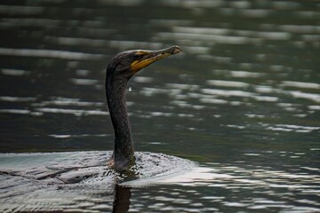 Double Crested Cormorant with head out of water