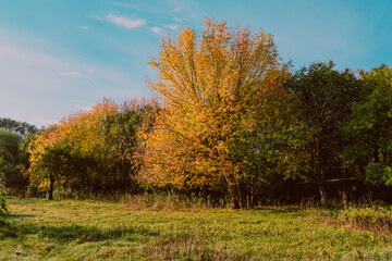 Fototapeta premium Autumn landscape with yellow trees in the morning, sunny.