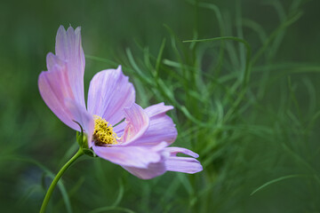 Vibrant pink cosmo flower in a summer garden.