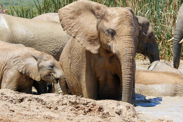 Elephants in addo National Park, South Africa