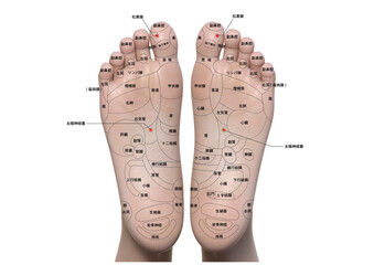 足裏の反射区とツボの解説イラスト 日本人3Dモデルの足ツボ図