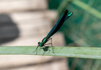 Dragonfly at Plitvice Lakes National Park