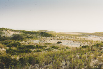 Fototapeta premium Sand dunes at Cape Henelopen State Park in Delaware.