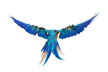 Colorful feathers on the back of macaw parrot isolated on transparent. Free flying bird