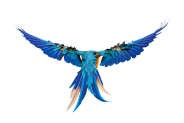 Colorful feathers on the back of macaw parrot isolated on transparent. Free flying bird