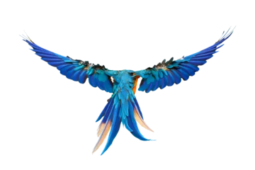Fototapeten Colorful feathers on the back of macaw parrot isolated on transparent. Free flying bird © Passakorn
