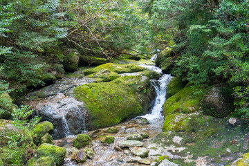 The path between Kigen Sugi and Yodogawa Ascent on Yakushima Island