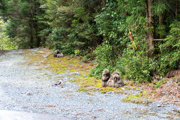 The path between Kigen Sugi and Yodogawa Ascent in Yakushima