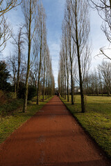 Fototapeta na wymiar Trees and blue sky in park