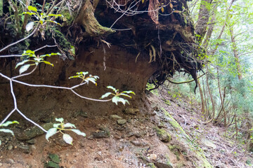 The path between Kigen Sugi and Yodogawa Ascent on Yakushima Island