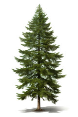 Image of douglas fir tree on white background. Nature. Illustration, Generative AI.