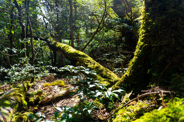 The view from the Yodogawa trailhead to the Yodogawa hut on Yakushima Island