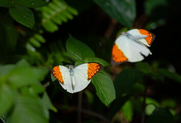 Butterflies in the butterfly park of Sel&ccedil;uk District, Konya Province