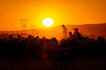 Van, Turkey, August 03, 2023: flock of sheep and shepherd at sunset in backlight