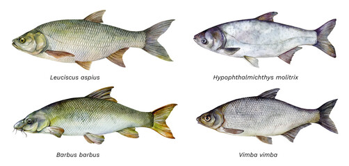 Watercolor set of fish: Asp (Leuciscus aspius), Silver carp (Hypophthalmichthys molitrix), Common barbel (Barbus barbus), Vimba bream (Vimba vimba) Hand drawn fish illustration. - obrazy, fototapety, plakaty