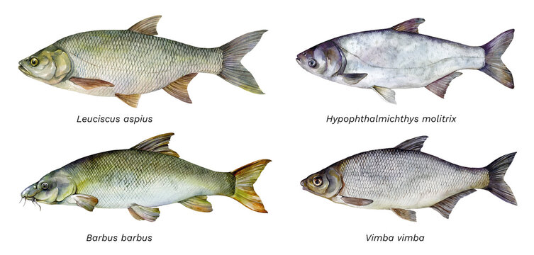Watercolor set of fish: Asp (Leuciscus aspius), Silver carp (Hypophthalmichthys molitrix), Common barbel (Barbus barbus), Vimba bream (Vimba vimba) Hand drawn fish illustration.