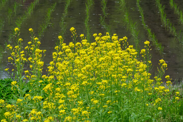 早苗田と菜の花