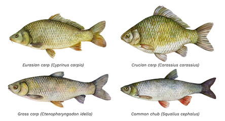 Watercolor set of fish: Cyprinus carpio, Carassius carassius, Ctenopharyngodon idella, Squalius cephalus. Hand drawn fish illustration isolated on white background.